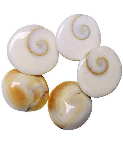 Original Gomati Chakra for Lakshmi Pooja, Wealth, Luck