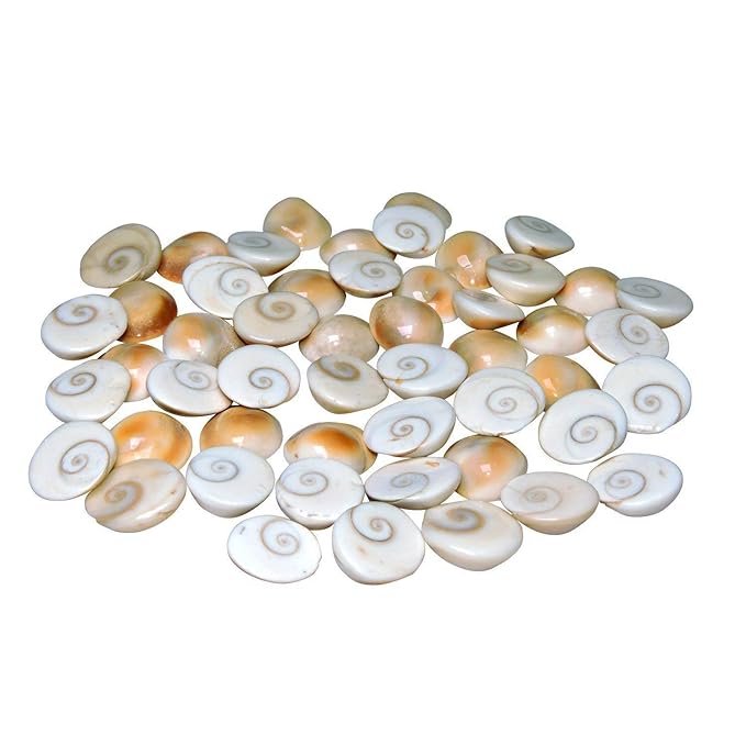 Original Gomati Chakra for Lakshmi Pooja, Wealth, Luck